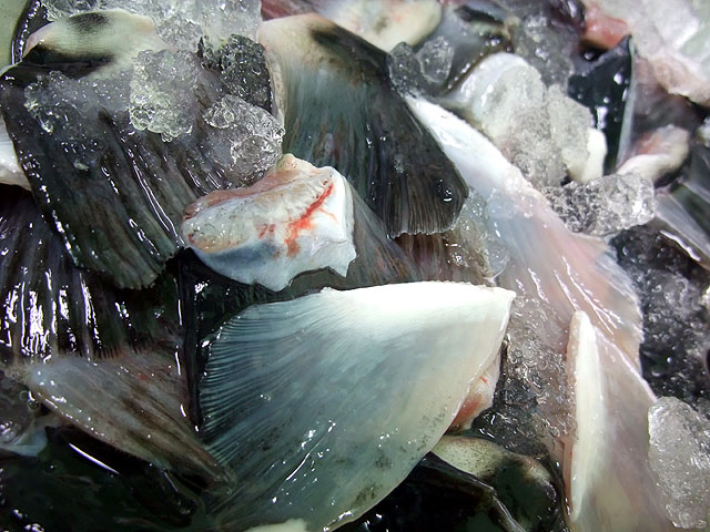 とらふぐ焼ひれ 10g｜ふぐ通販なら「魚重」