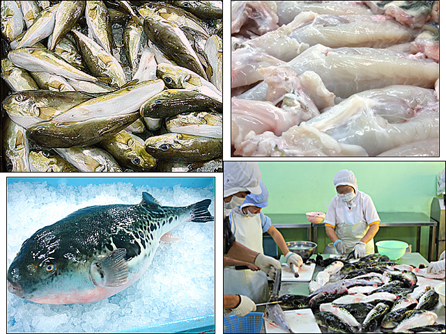 弊店のふぐの安全性 ふぐ刺し通販 お取り寄せなら専門店 ふぐの魚重 美味しいふぐを本場下関よりお届けします